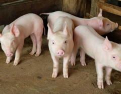 家畜感染 CSF (豚コレラ)